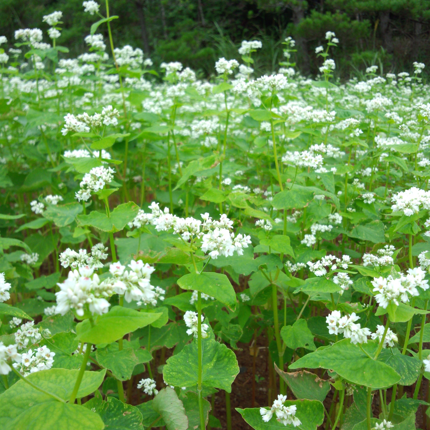 130911_yamakore_soba2.jpg