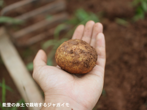 能登の赤土で栽培するジャガイモ