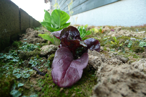金沢大地の花壇