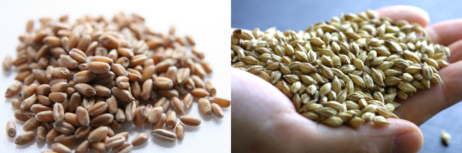 有機小麦と有機大麦