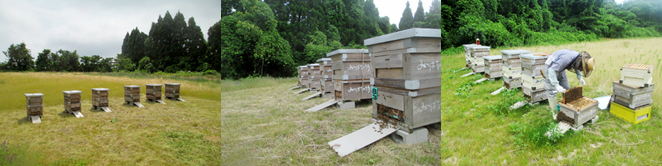 能登農場の巣箱