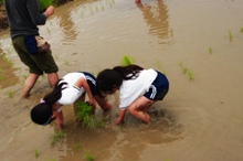 kome2011-1-2.jpg